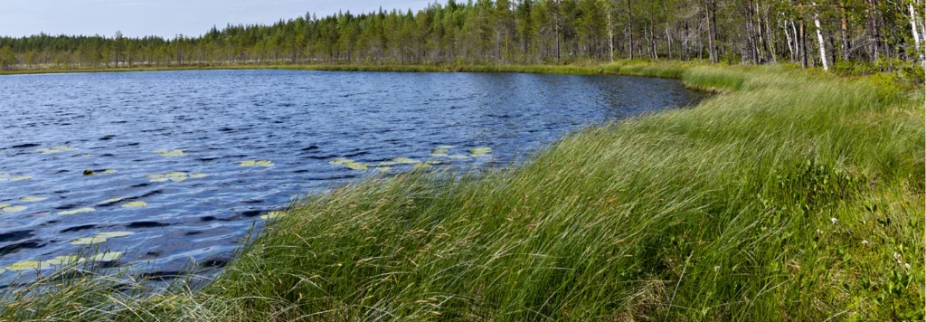 Land transaction in Piipsanneva